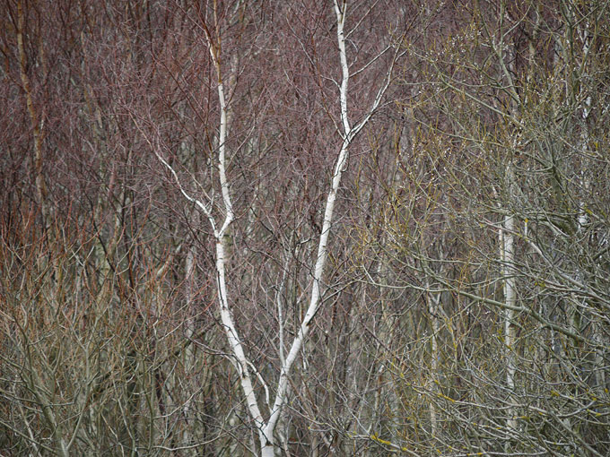 birch & willow 08.jpg